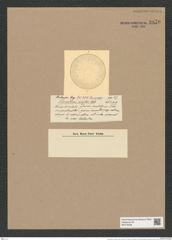 Coscinodiscus comptus Castr. (de-Toni-Nr.: Genus 202, Species 5107) Zeichnungen Sammlung Grunow Nr. 8870 (NHMW-BOT-W0378508)